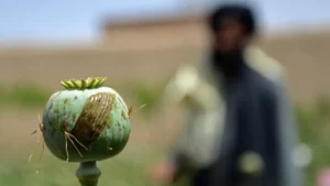 احتکار تریاک در افغانستان؛ مانع یا بهانه‌ای تازه برای شکست مبارزه با مخدر