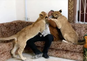 حیوانات وحشی در خانه؛ تهدید پنهان در ویترین لاکچرینماها