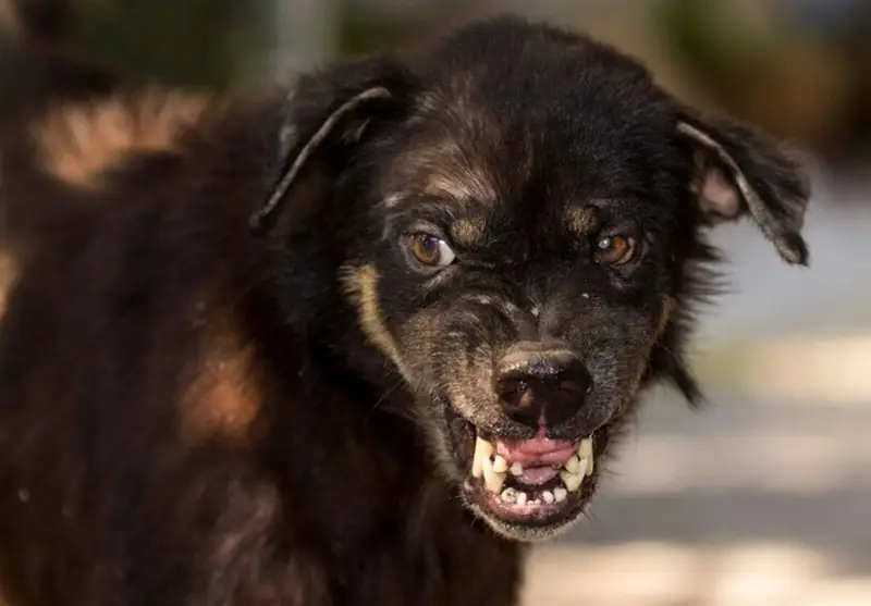 سالانه ۵۹ هزار نفر در جهان قربانی هاری می‌شوند؛ واکسیناسیون سگ‌ها کلید حل این بحران