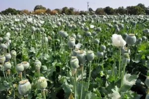 هشدار در باره آزادشدن کشت خشخاش: اسمش مصرف دارویی است، اما رسمش شیوع گسترده اعتیاد است
