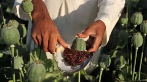 دلایل موافقان کشت تریاک کافی نیست؛ آن را حتی تحت نظارت آزاد نکنید