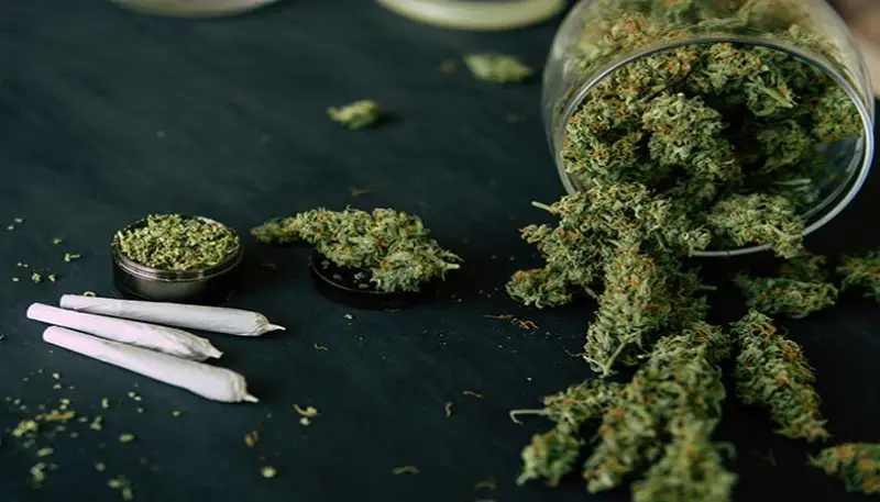 "گل" حتی از "حشیش" هم ویرانکنندهتر است